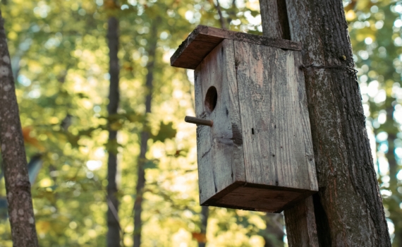 Зима на кончиках крыльев: народные приметы на 12 ноября в Синичкин день — метеопрогноз от пернатых