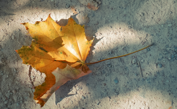 12 ноября отмечаем праздники: работников Сбербанка РФ, именинников согласно календаря и не только